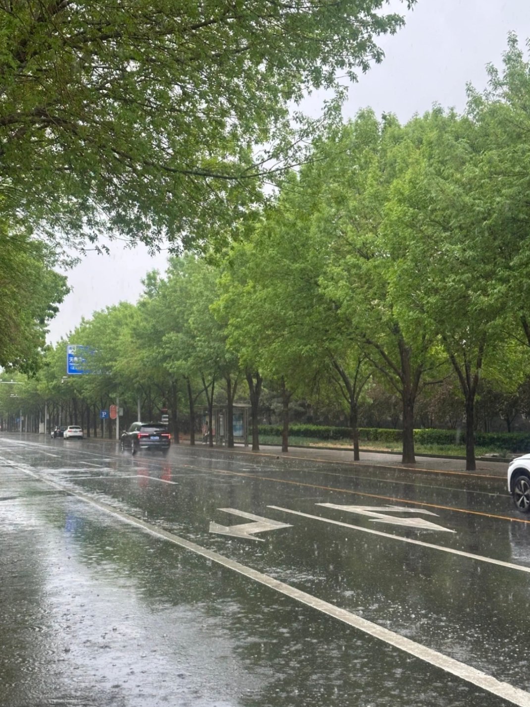 故宫漏雨周五还是一个很正常的艳阳天，也不闷也不烈，昨天就毫无预兆的整整下了一天的