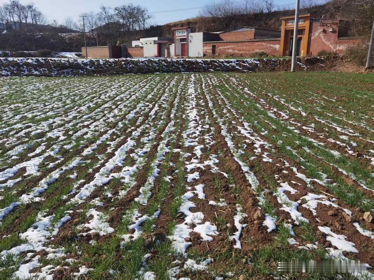 今儿回老家，站在地头一眼望过去，这麦地可真有看头！雪化得七零八落，白花花的雪碴子