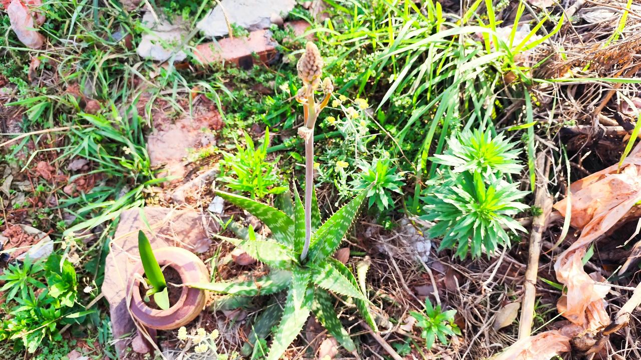 晒图笔记大赛野外拾趣～在野外你会发现许多常见或者是不知名的植物。他们都散发着属于