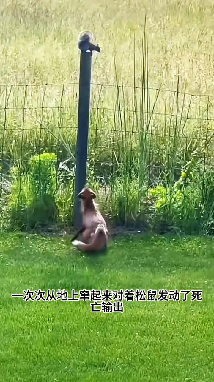即将分娩的松鼠妈妈遇到了大麻烦，它在觅食的时候不幸遭到了一只狐狸的偷袭。狐狸的弹
