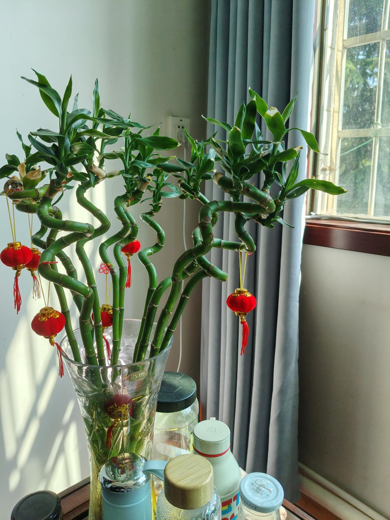 咱说句实在的，这种富贵竹，看着弯弯曲曲、挂着红灯笼，好像寓意特好，什么节节高升、