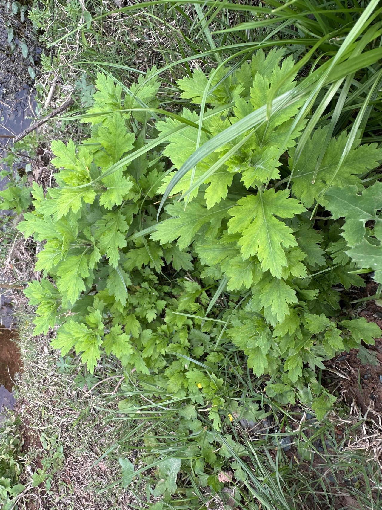 清明节气民间歇后语20条：

1. 清明前后——点瓜种豆
2. 清明时节黄梅雨—