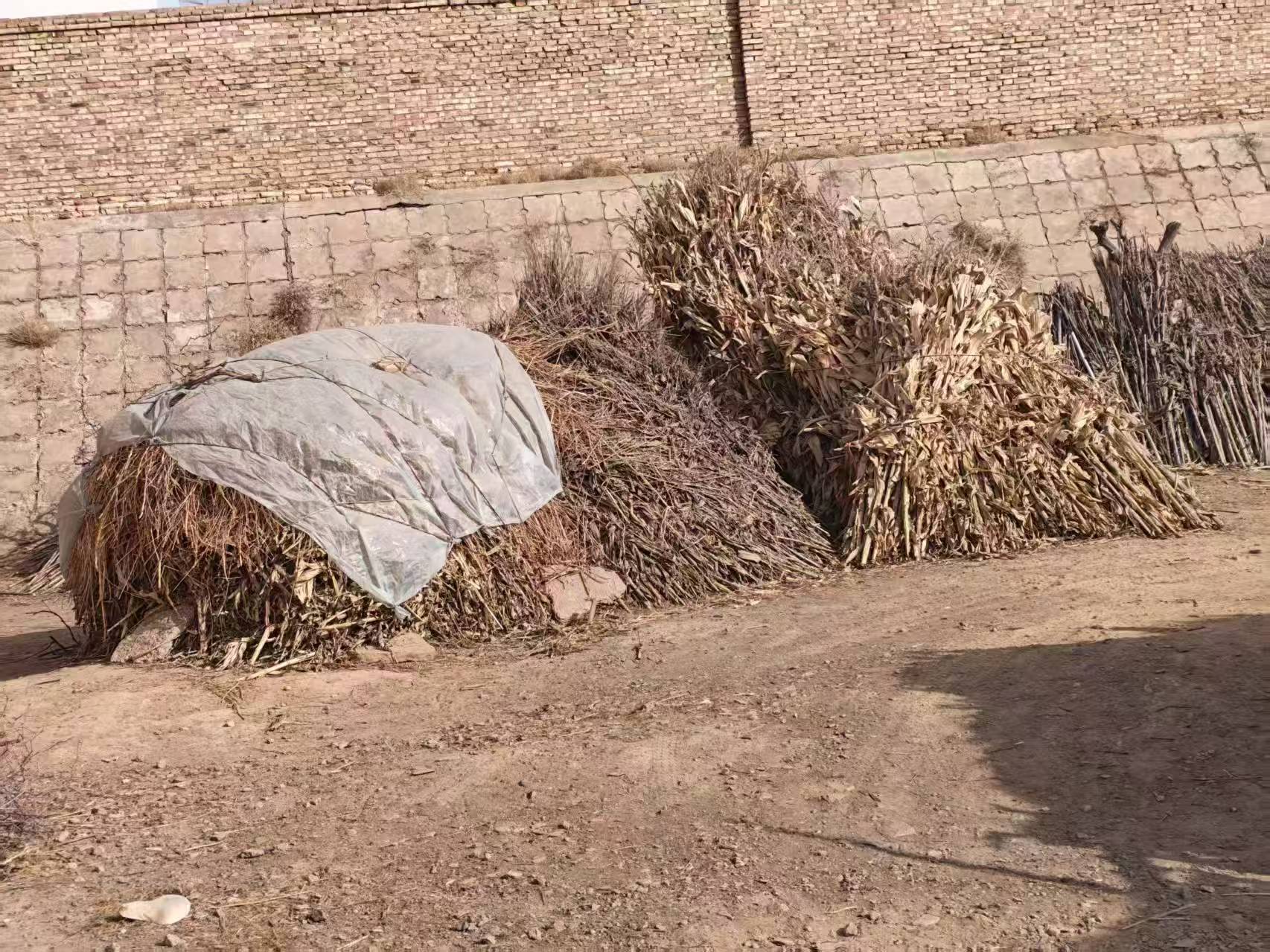 秦岭笑谈 【深入黄河听民声，秸秆新用科普行】青春三下乡曲阜师范大学大学生寒假社会