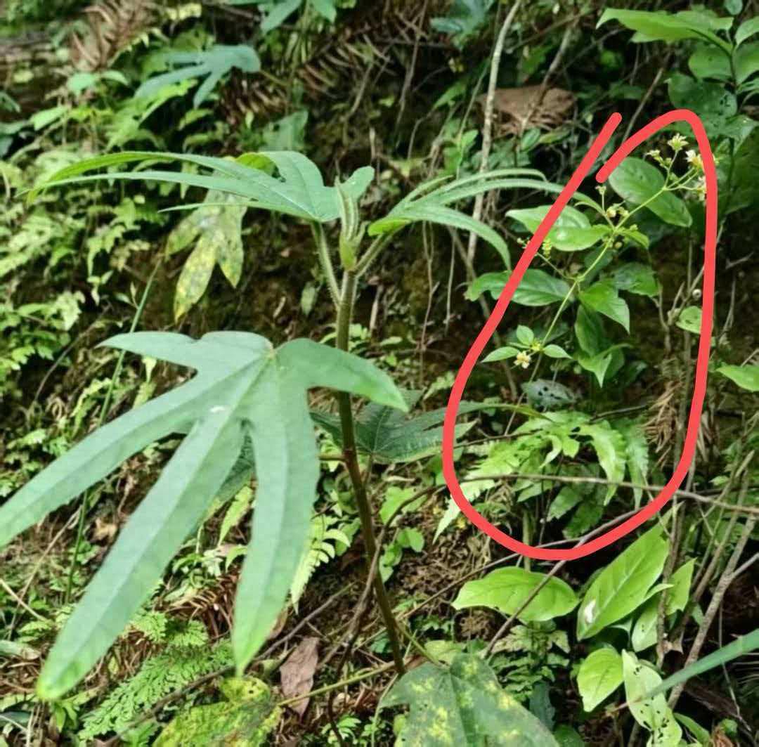 广西一女子祭扫时顺手采“五指毛桃”煲汤，竟意外混入伴生断肠草！喝两碗后进了ICU