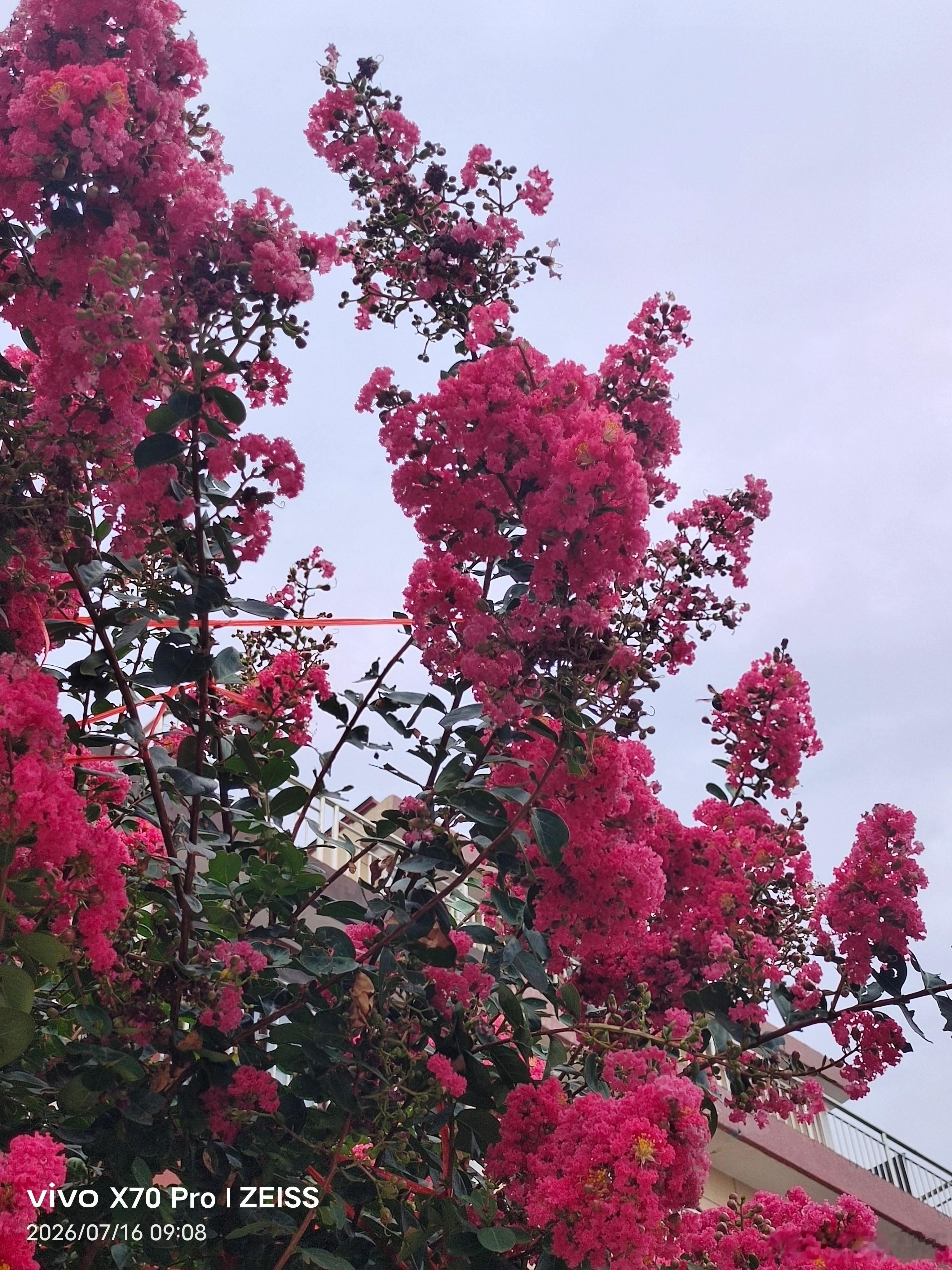 vivo 紫薇花在夏末的晴空下绽放，粉紫色花球缀满枝头，如云霞倾泻。绿叶间红绸轻