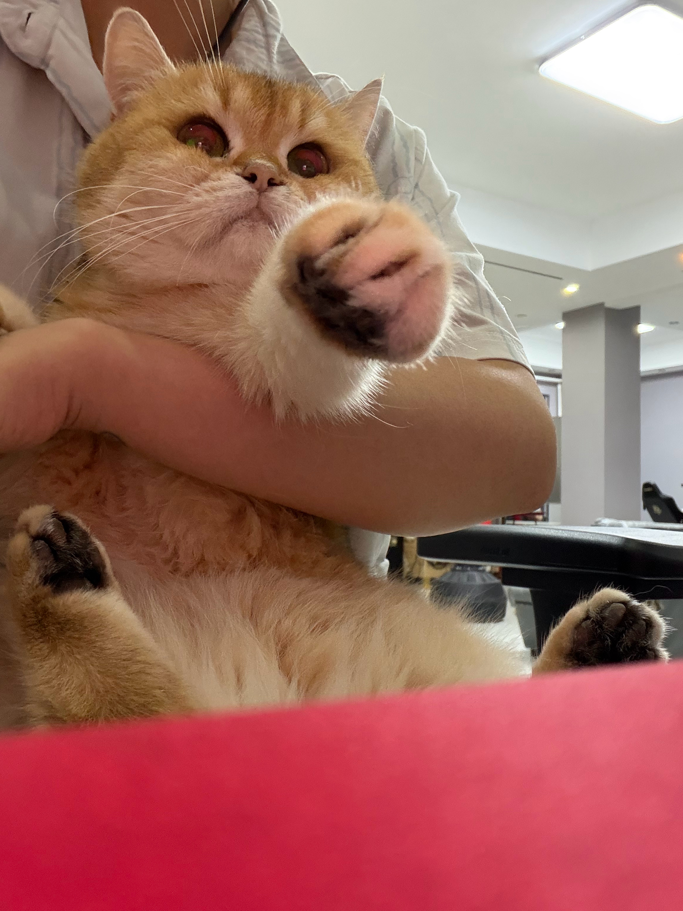 谁再说豆豆是老猫就把豆豆臭脚塞谁嘴里！当小猫面说什么呢？！