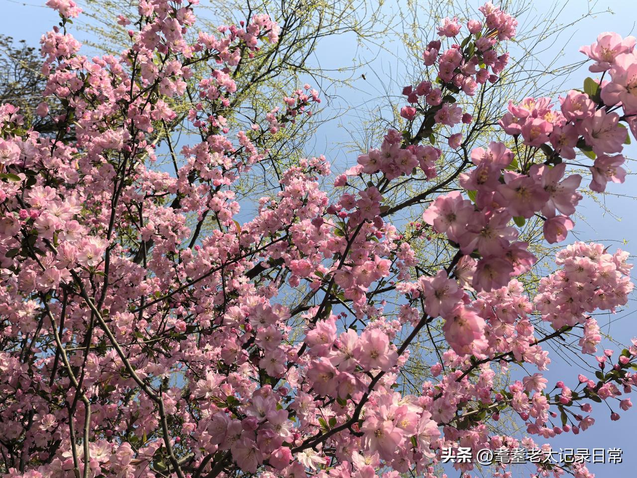 同样的花，在不同的地点，拍出了不同的心情。
今天上午，我在扬州瘦西湖自由行随手拍