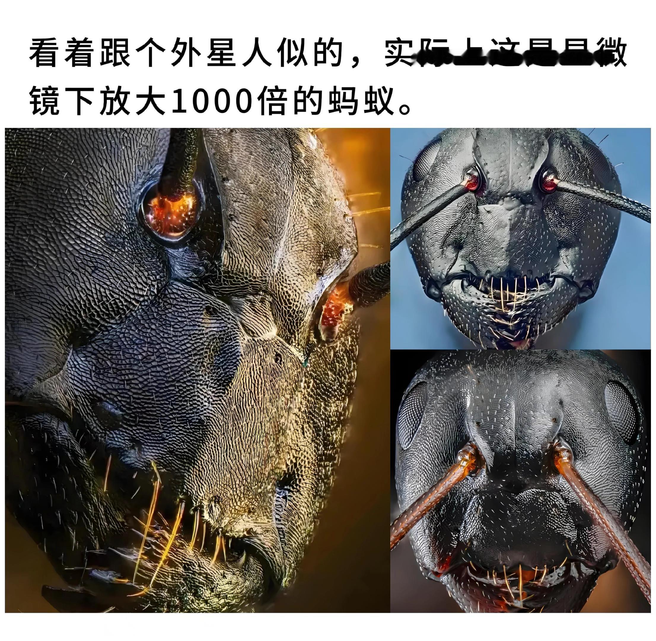 看着跟个外星人似的，实际上这是显微镜下放大1000倍的蚂蚁。