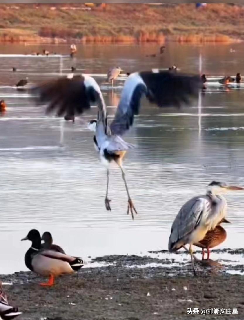 坐标：河北邯郸武安南洺河生态走廊。
拍摄时间：11月22日。
拍摄关键词，南洺河