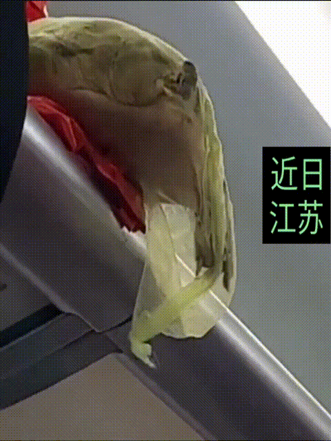 一位乘客乘坐高铁，没想到高铁架上掉下来一只乌龟，砸到了自己，乘客没有追究。
此前