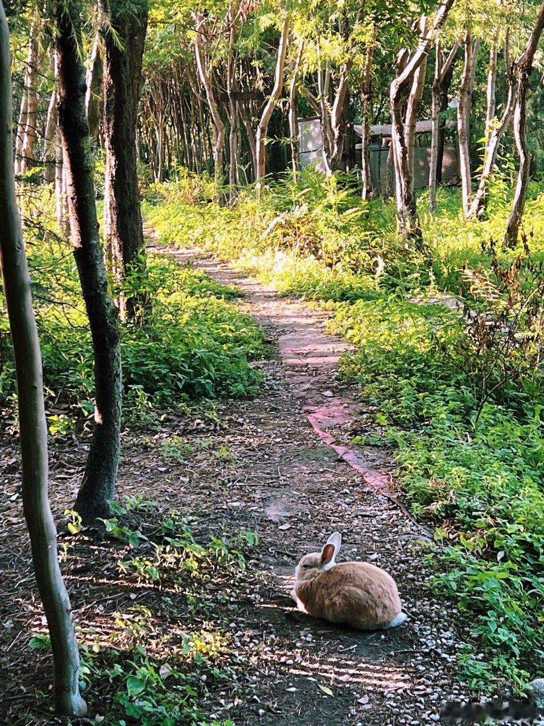 痴迷于林间的光赶在太阳下山前跑到山奈·营夕阳中林间光影变幻朋友自己在苍山上野采的