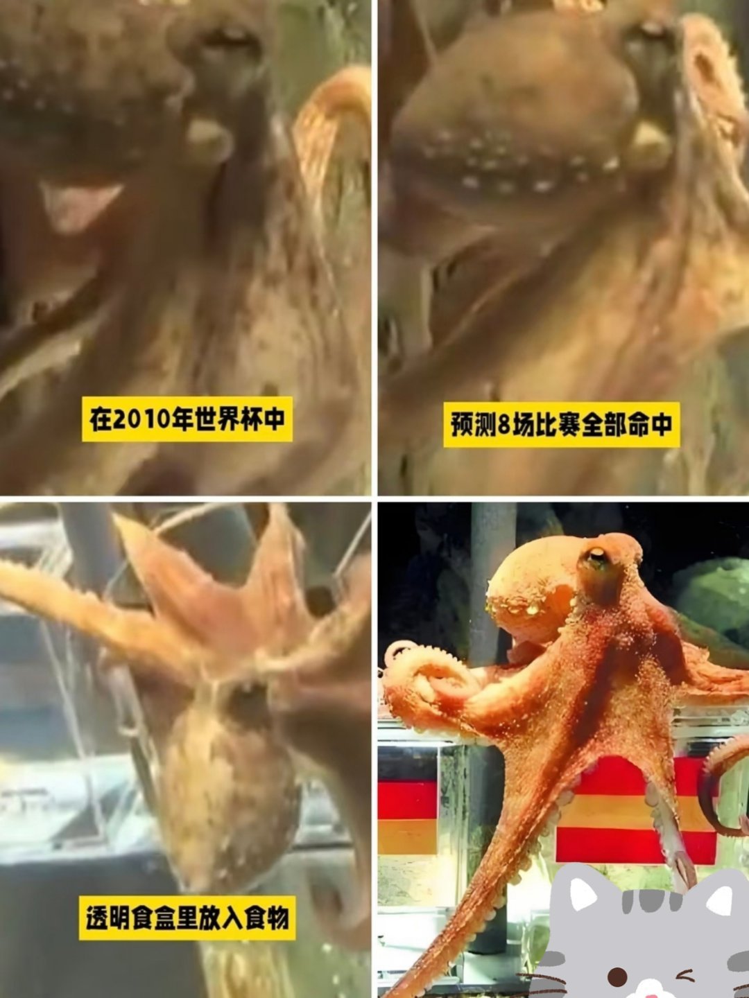 十六年前看章鱼保罗，觉得是玄学；十六年后看AI预测，觉得是科学。但仔细想想，不管