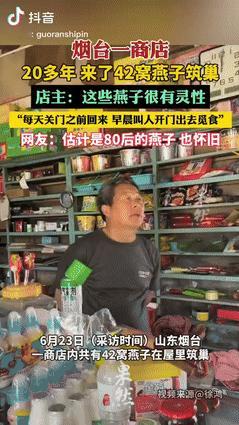 “好人有好报！”山东烟台，一女子去商铺买东西，惊讶发现屋顶居然有42个燕子窝，燕