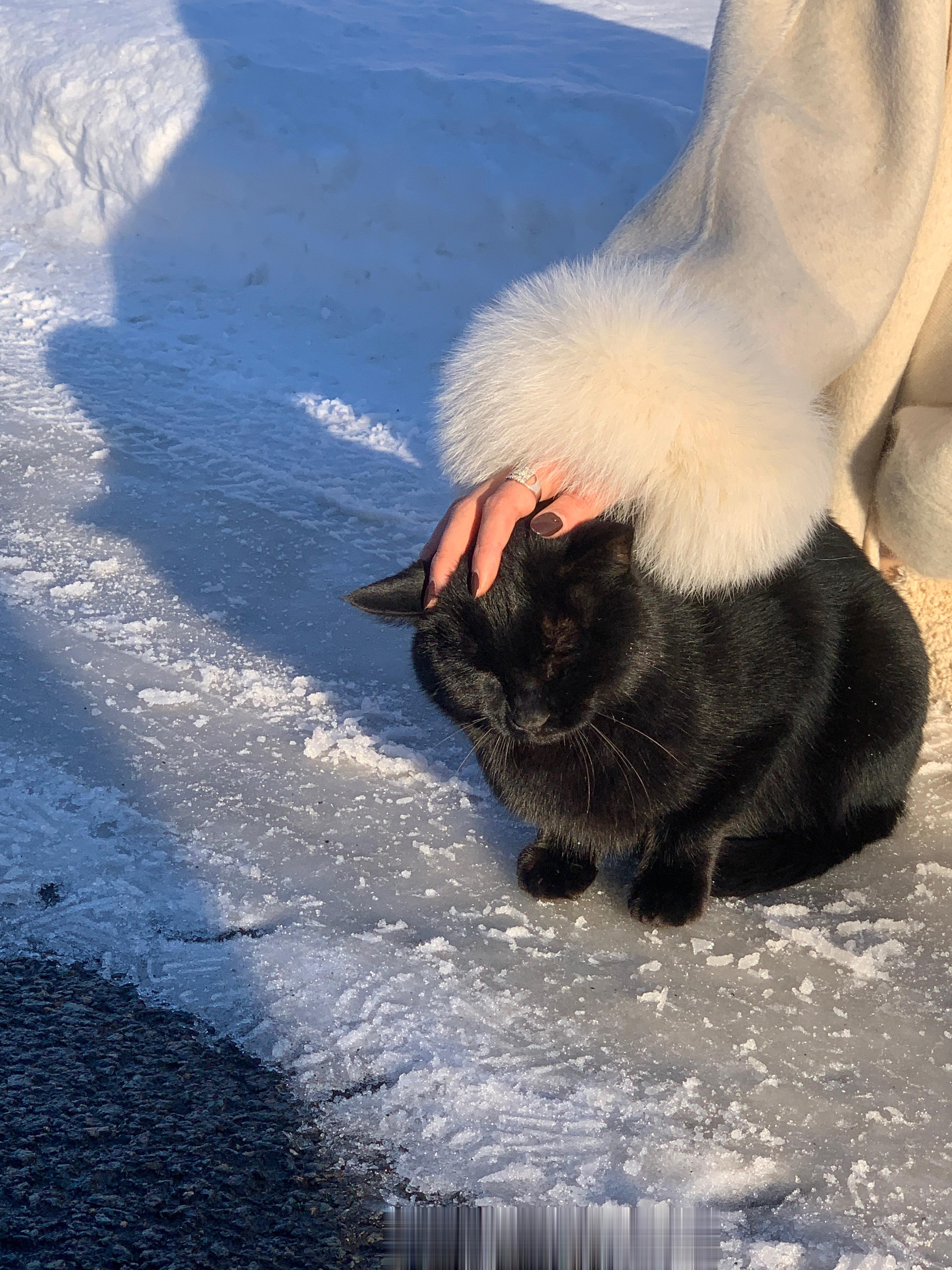 玩雪晒太阳摸小猫🐱我已经开始喜欢冬天了❄️ ​​​