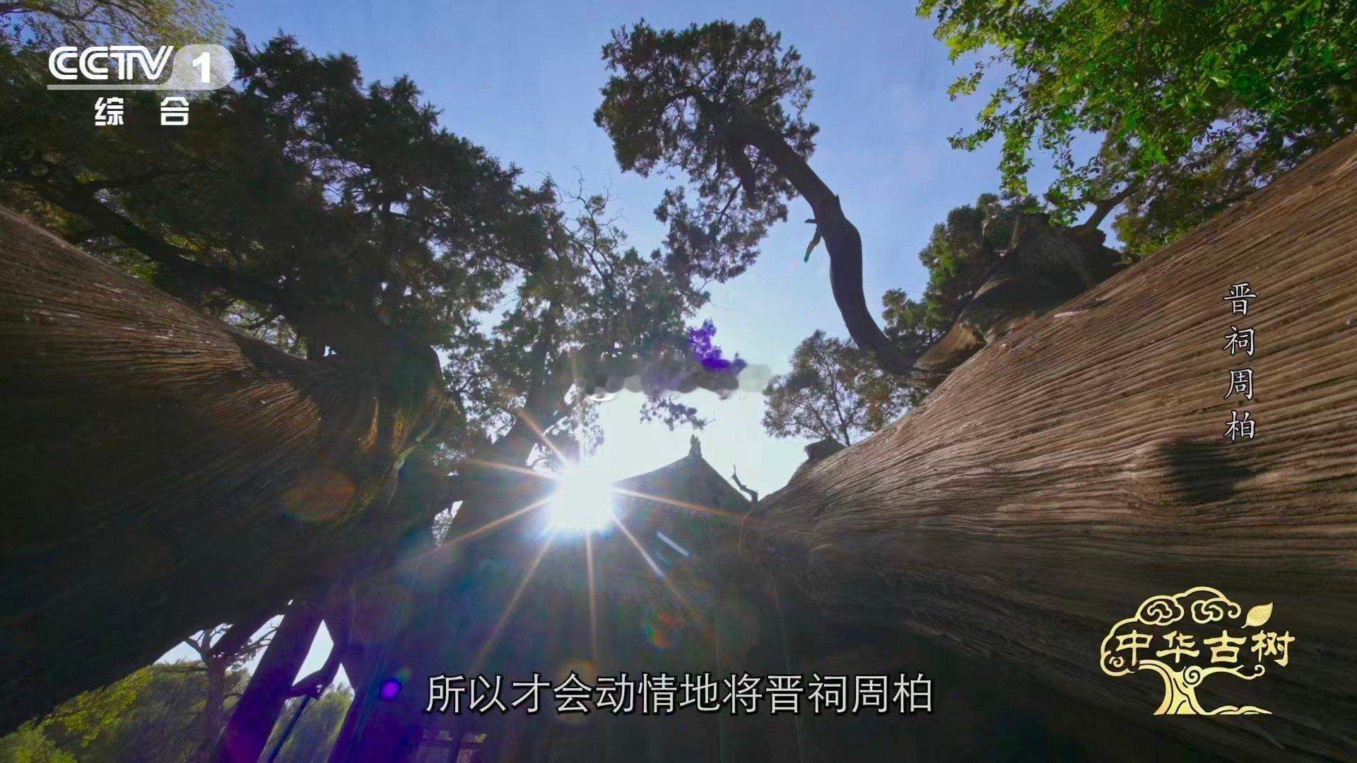 3000岁古柏躺着长了数百年 当一棵树决定“躺平”，却躺出了3000年的生命传奇