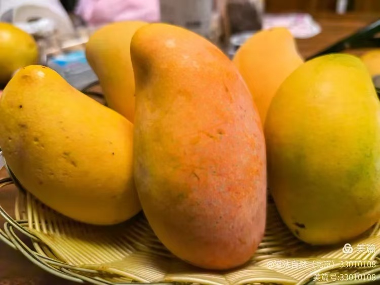 去年的台风把芒果树挂断一半，没想到今年还能结这么多芒果🥭。今年我虽然没去三亚，