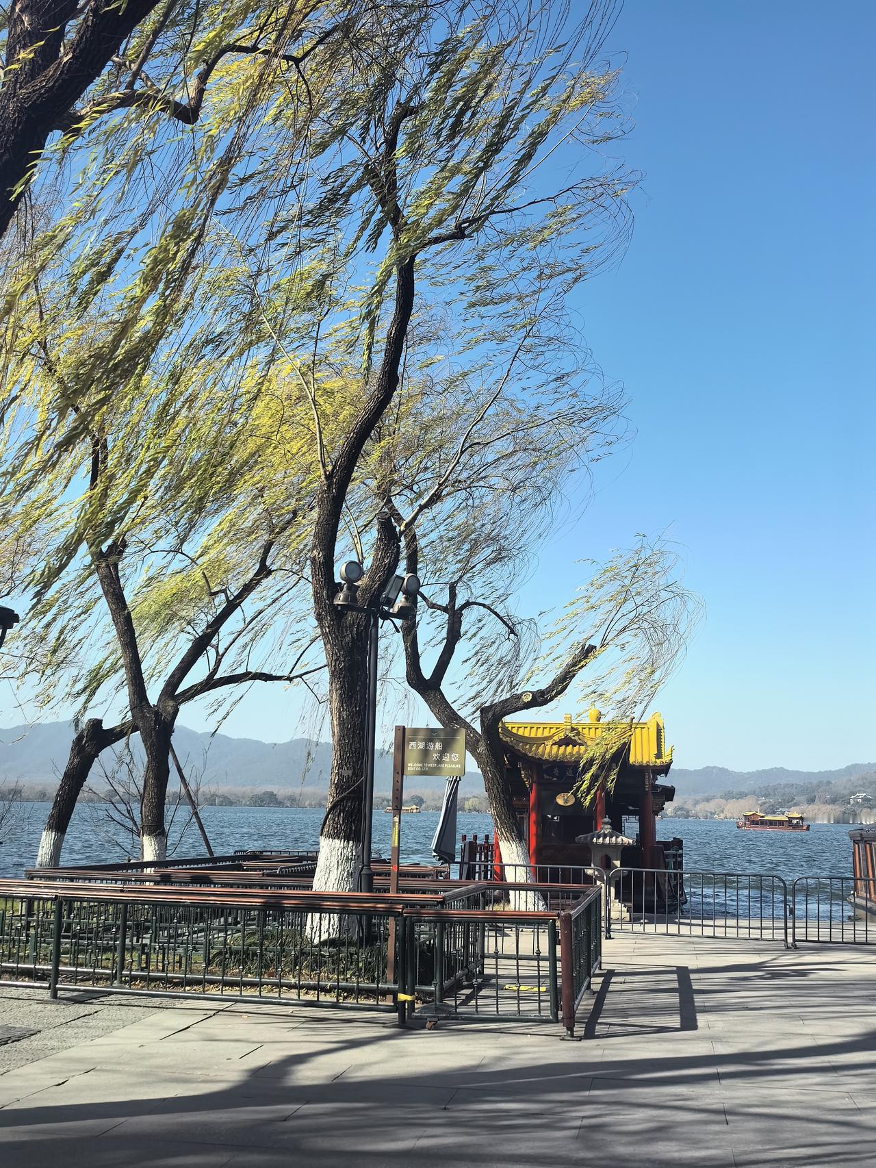 西湖冬日柳树风