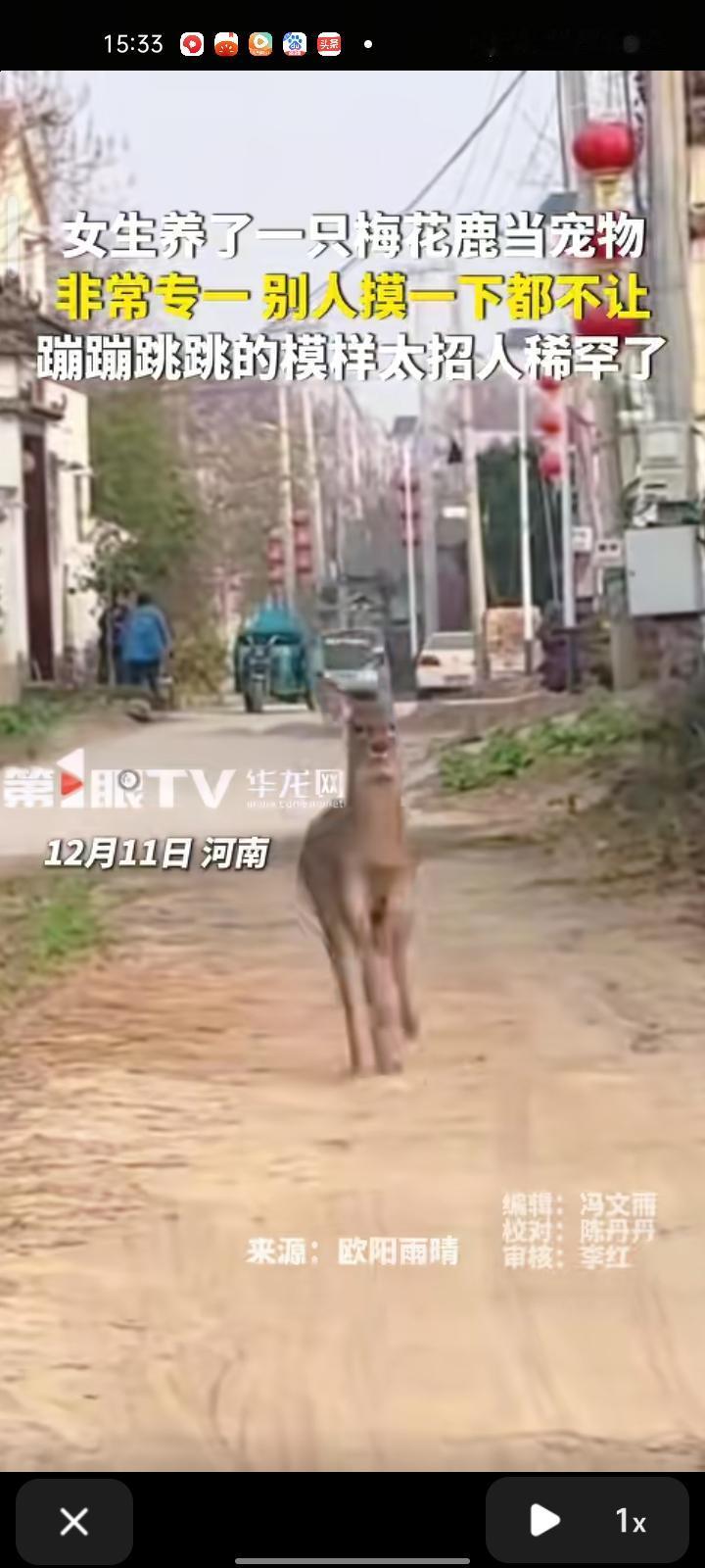 12月11日，许昌市鄢陵县。女生养梅花鹿当宠物，非常专一，它蹦蹦跳跳的模样招人稀