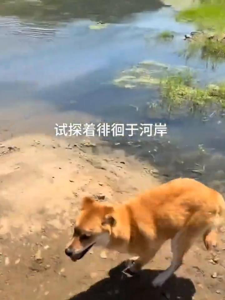 一条浅浅小河，于我们而言真是一次又一次地鼓起勇气迈步即可跨过，却成了小狗难以逾越