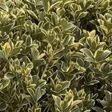 0000柠檬🍋的种植方法1、取种催芽种植柠檬前，要将生长成熟的果实切片，取出其
