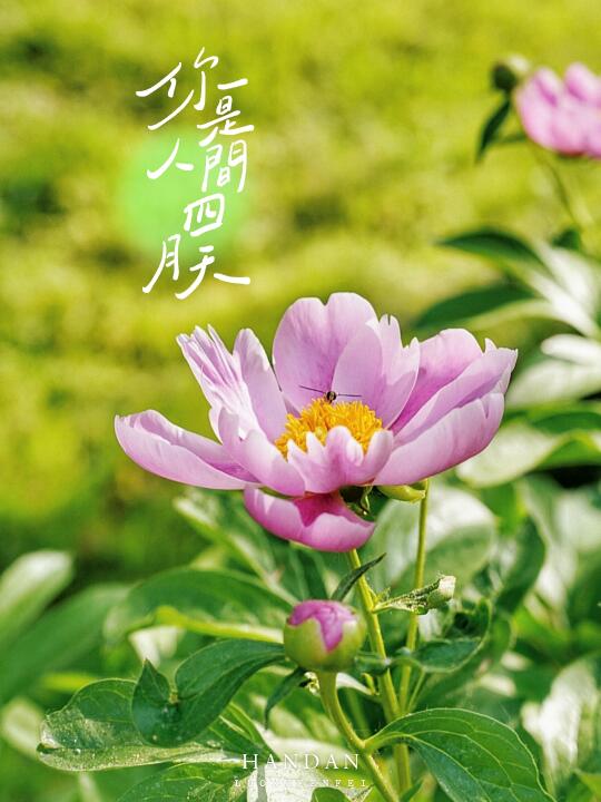 邯郸丛台公园牡丹园里的花真美