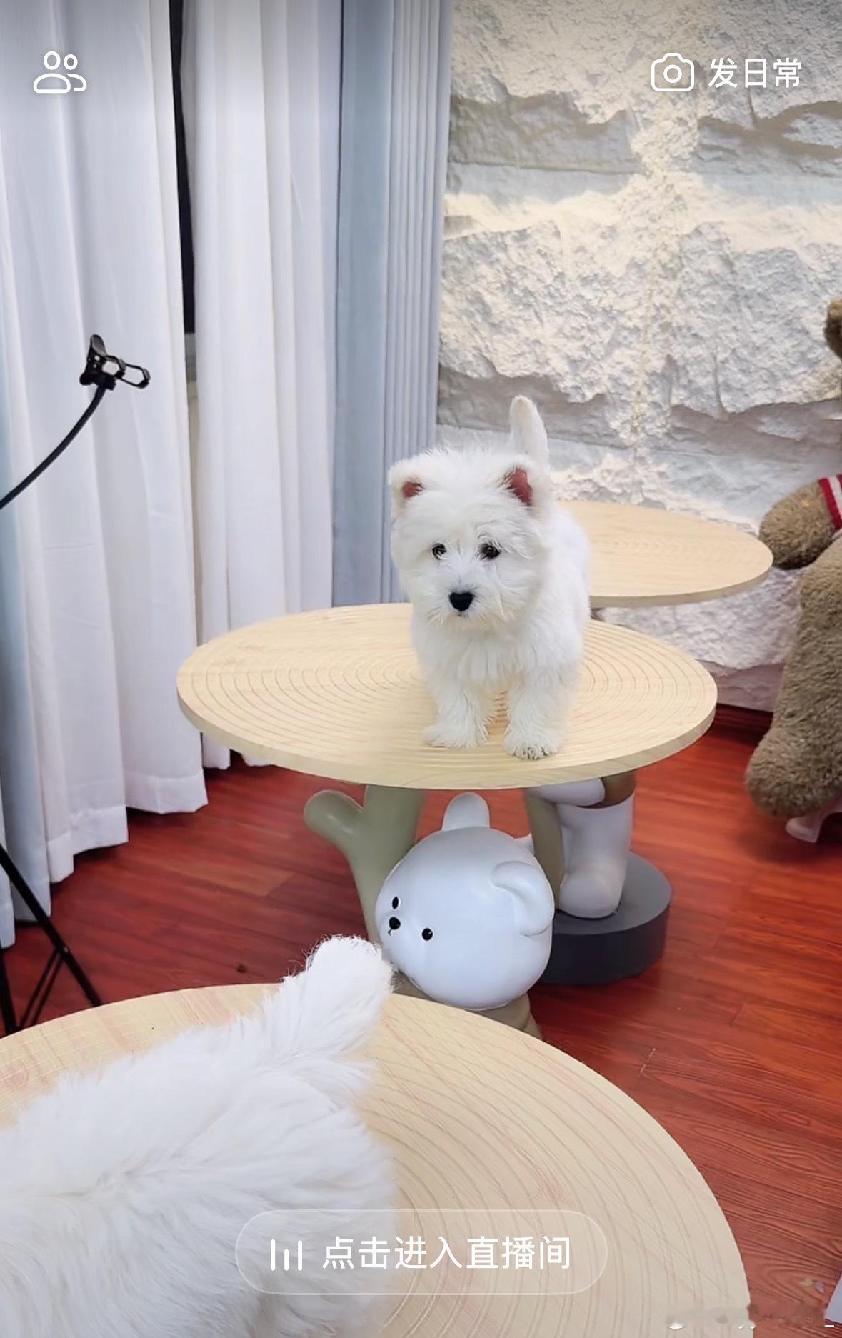 熬了几天大夜天天看直播选了一个月终于定下了这只妹妹价格应该不算贵的吧