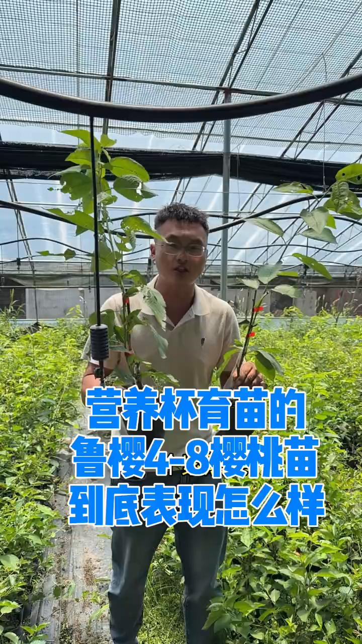 比太平洋红早熟五天，比起早早熟五天的硬果早熟大干场品种，完全成熟的时候是紫黑果，