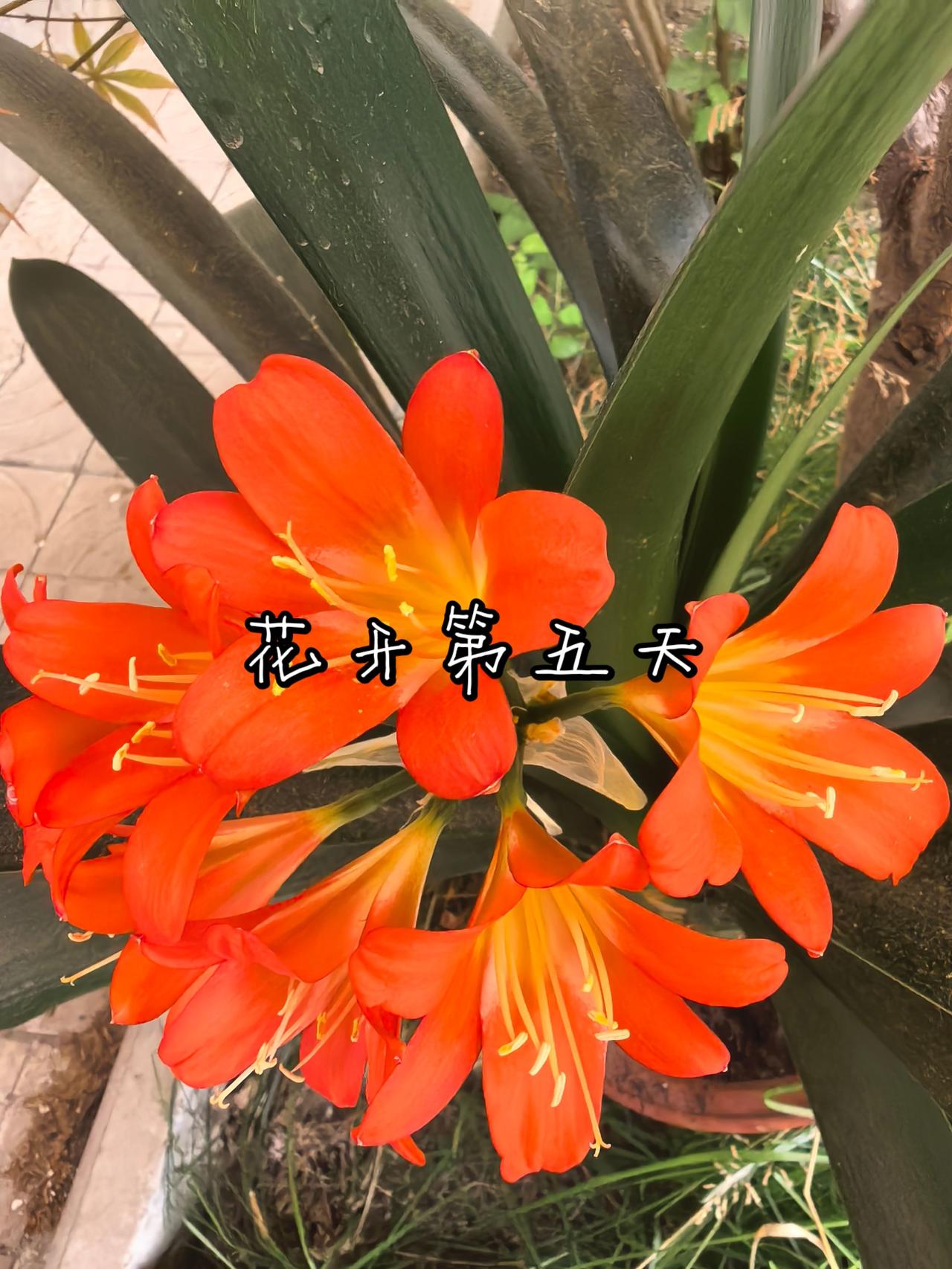 花开第五天