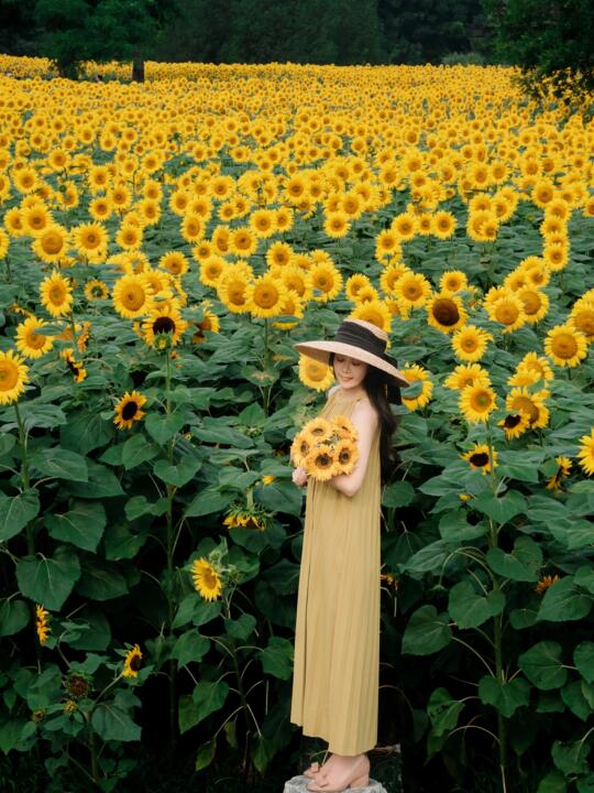 🌻 ‌北京奥森向日葵花海来了快存些拍照动作