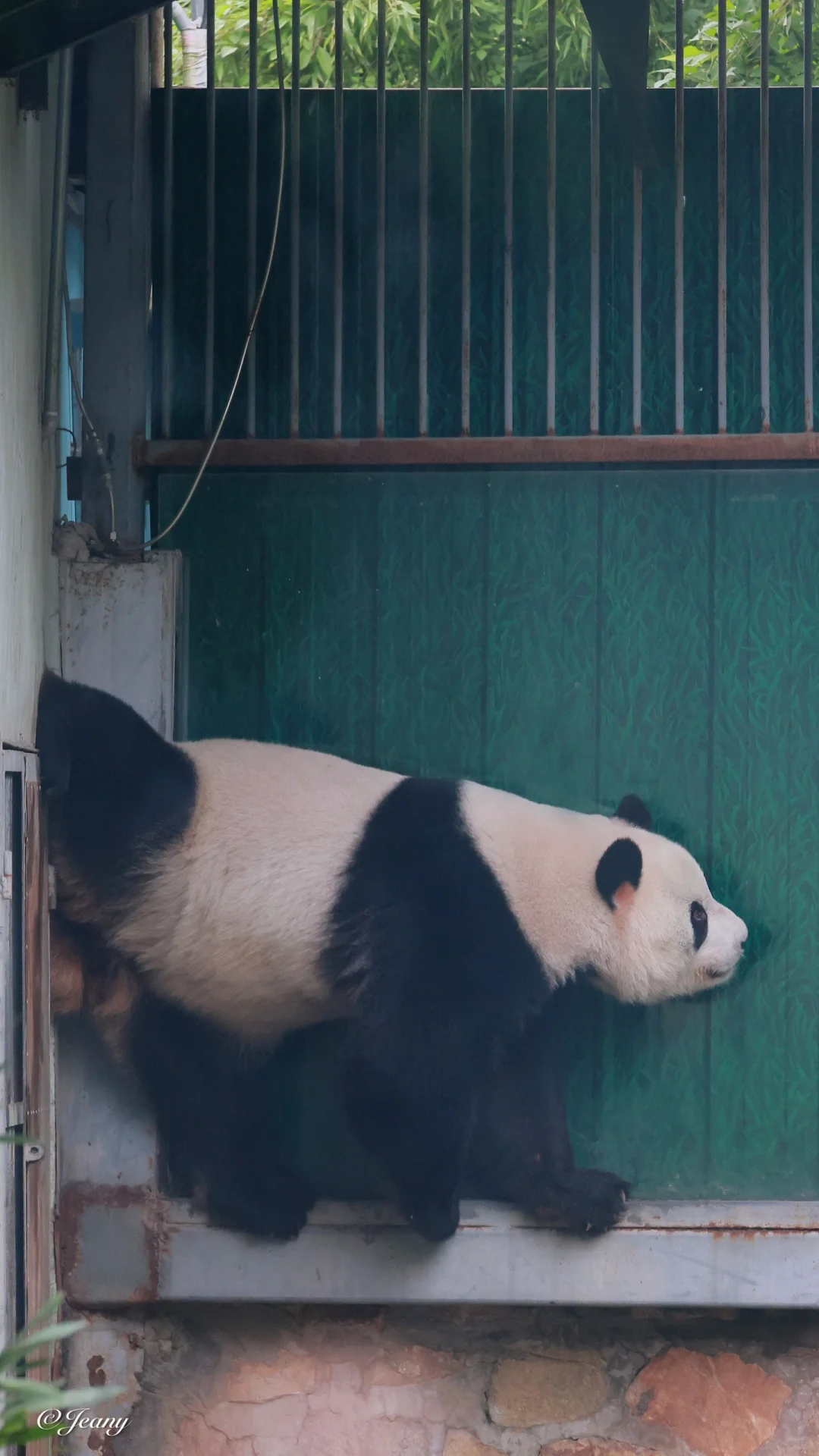 10月13日萌兰🐼翘手翘脚😍协调借力🤟