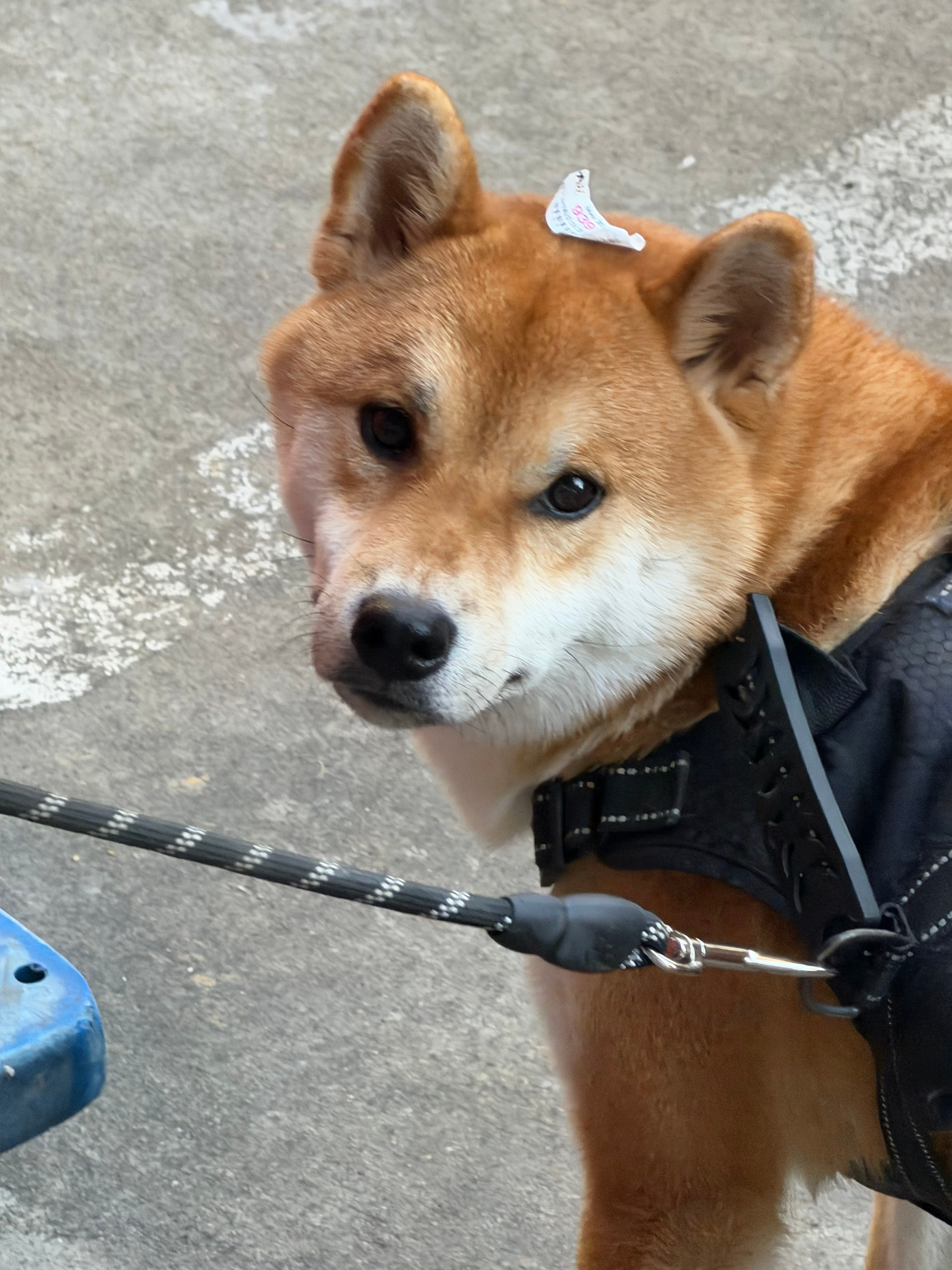 谁给小八嘎贴成猕猴桃了。