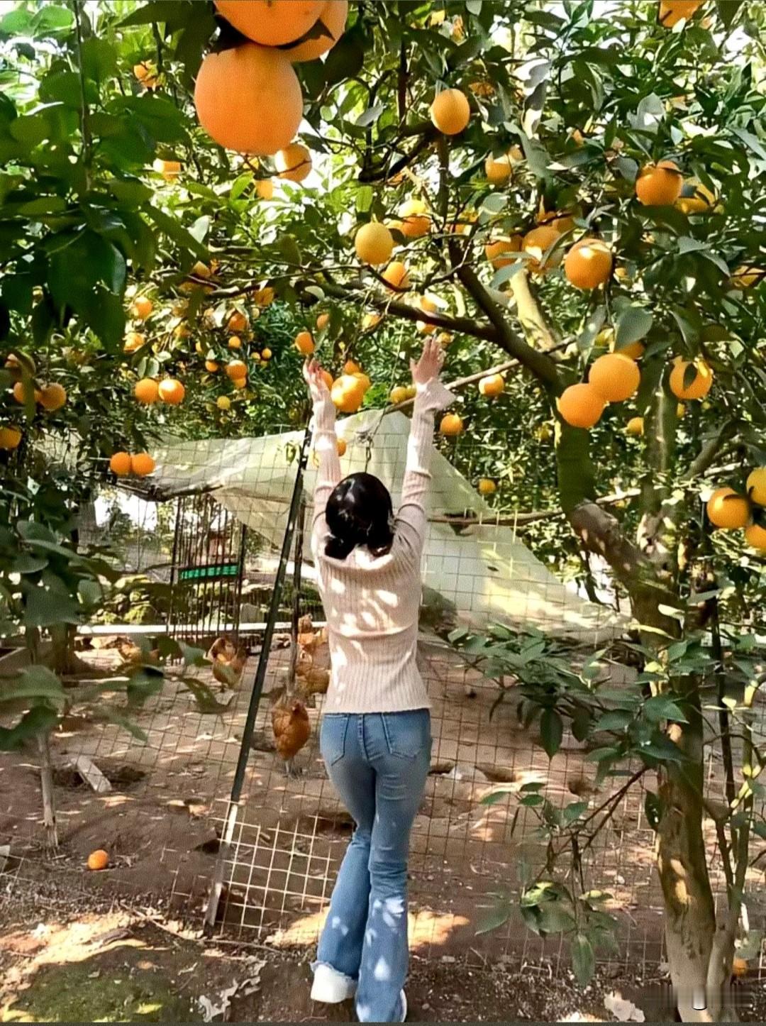 这都是我家的！