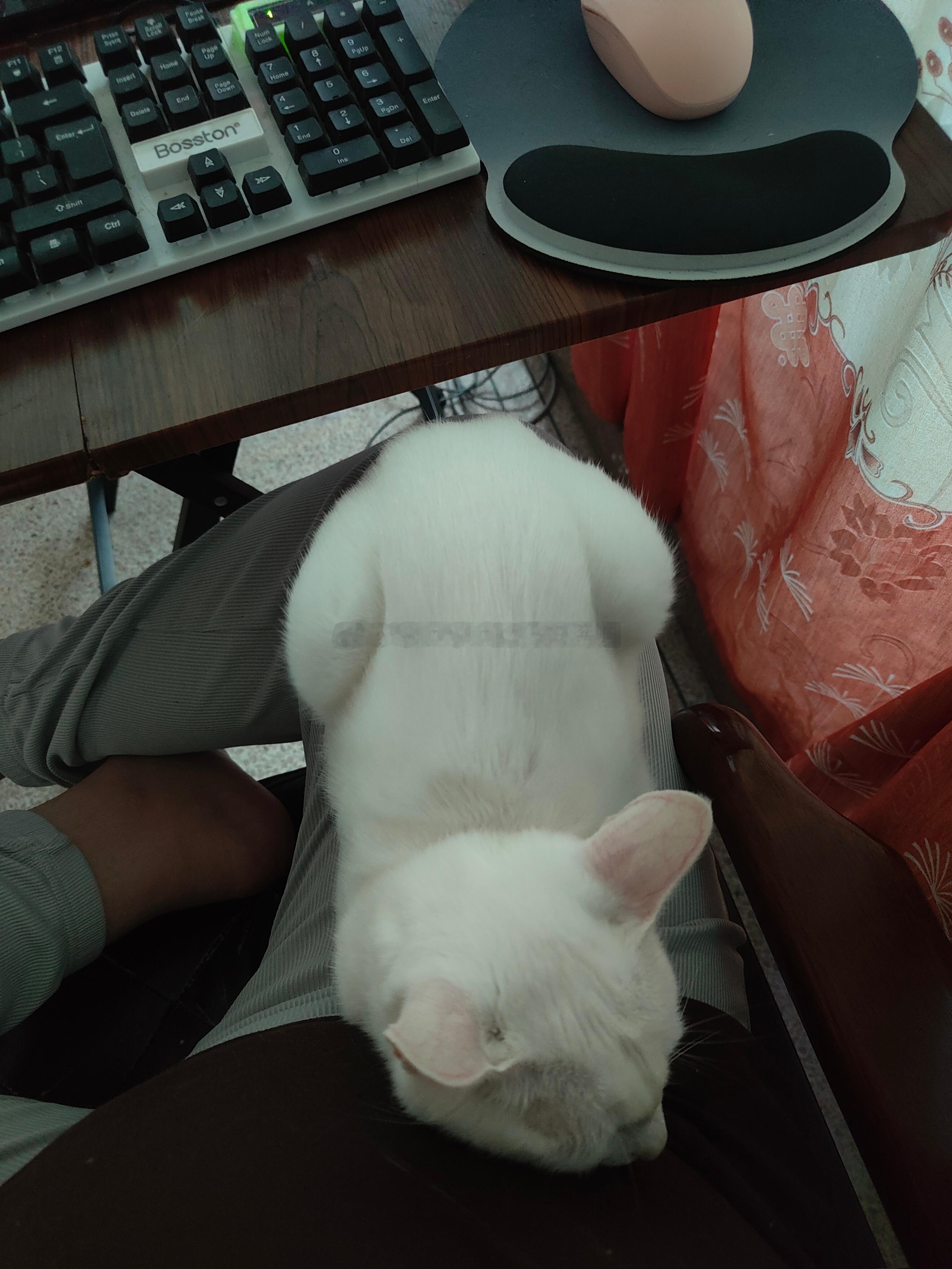 带猫上班[允悲][允悲][允悲]别问我为什么带猫上班[笑cry][笑cry]人性