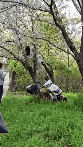 爬树拍照，把树整棵压倒，事发后骑电瓶车迅速离开了现场...... 