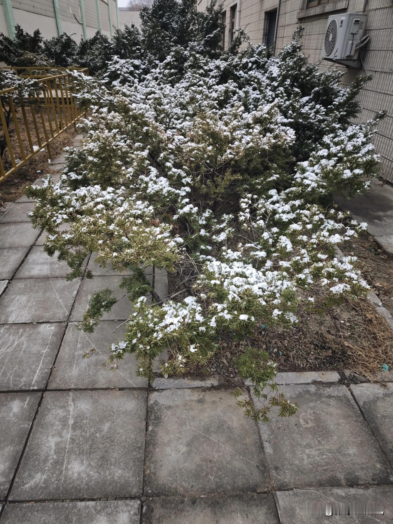 马年北京城初雪，让祖国首都披上一层银白色外衣。

二月春雪让空气清新，也让人心醉