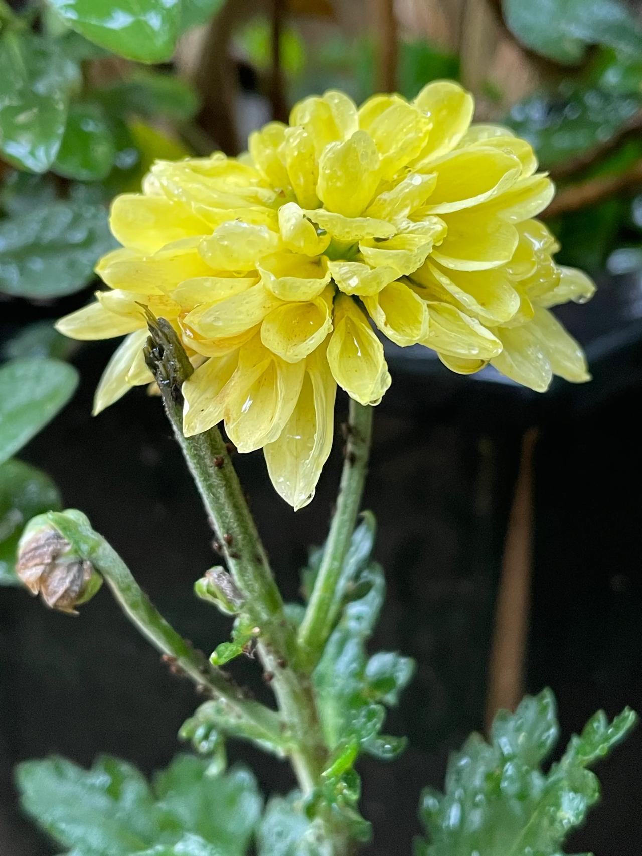 
下雨天☔️，家院转转。