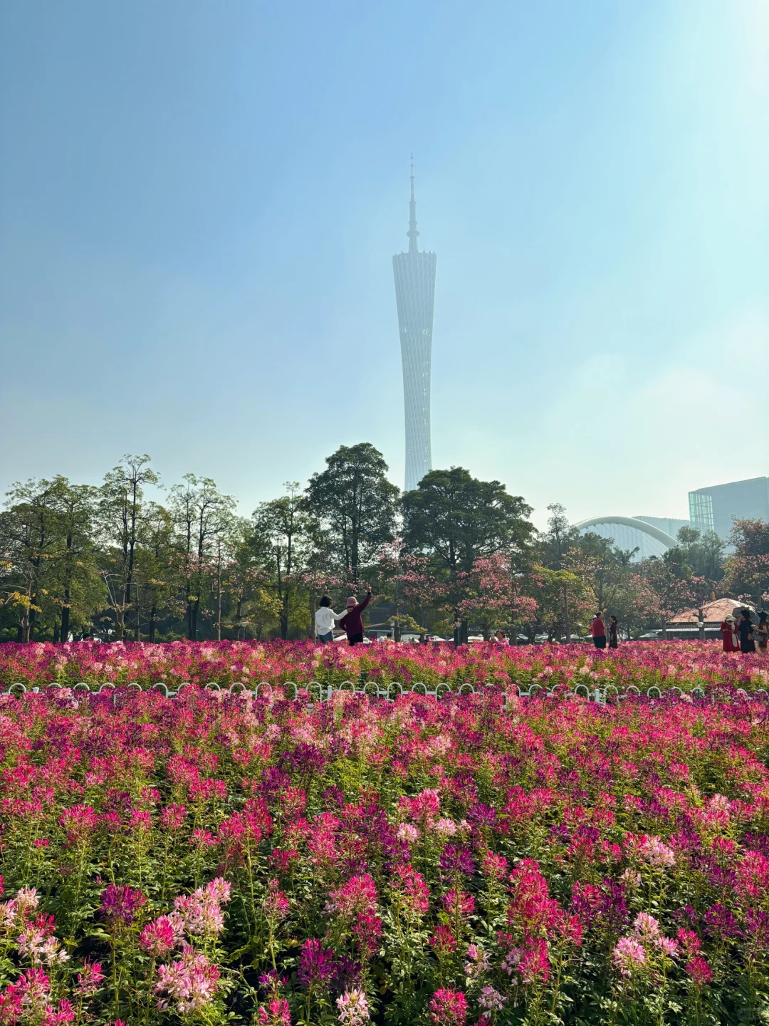 12.3广州实况！🌸宏城公园新花海！