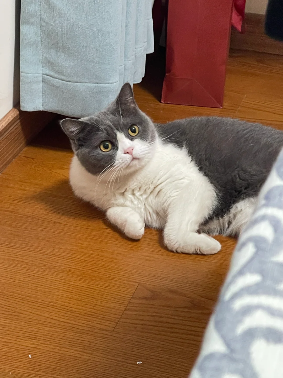 谁家的猫这么可爱呀～