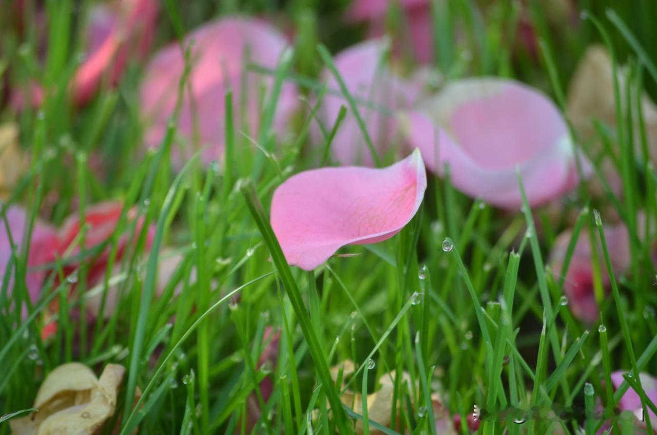 #人生在世，你悟到啥道理了呢#
几千年来这世上的人你来我往经历着春夏秋冬，看着风