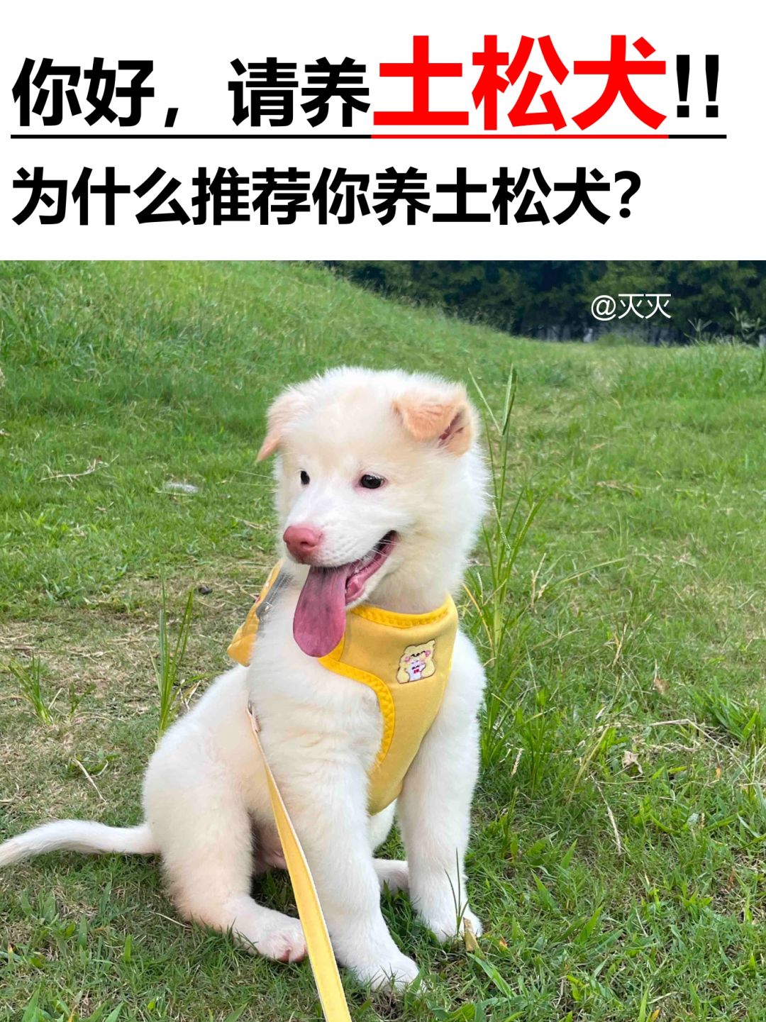 你好，请养土松犬！