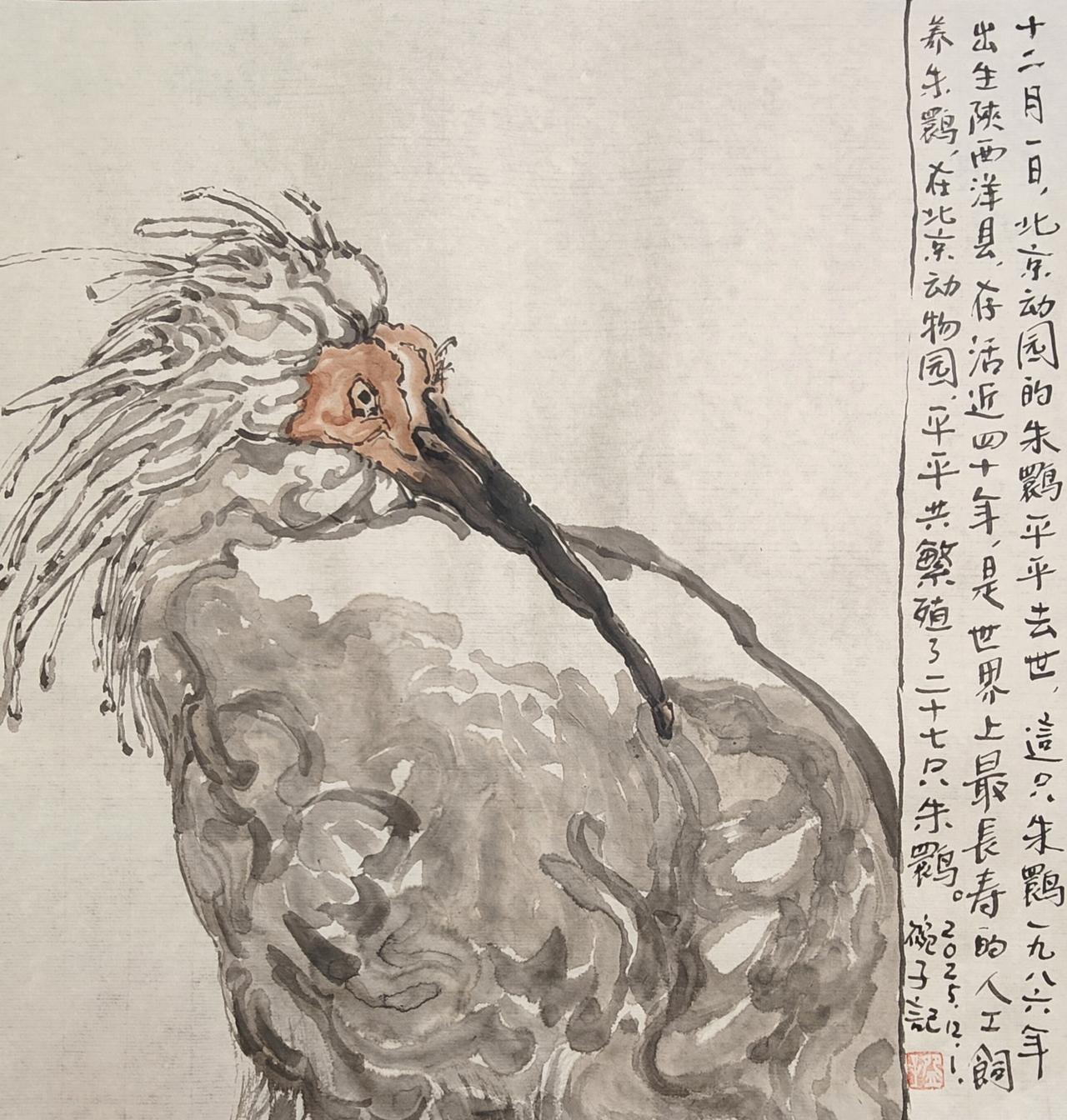 2025碗子记事：12月1日，北京动物园的朱鹮平平去世。这只朱鹮1986年出生陕