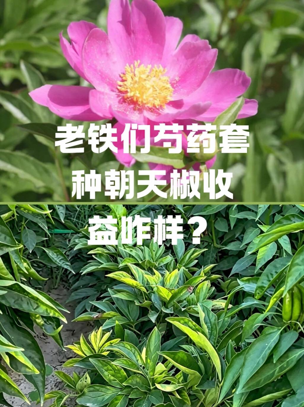 芍药套种朝天椒收益如何？辣椒种植 芍药种植 收益 

芍药生长周期长达4-5年，