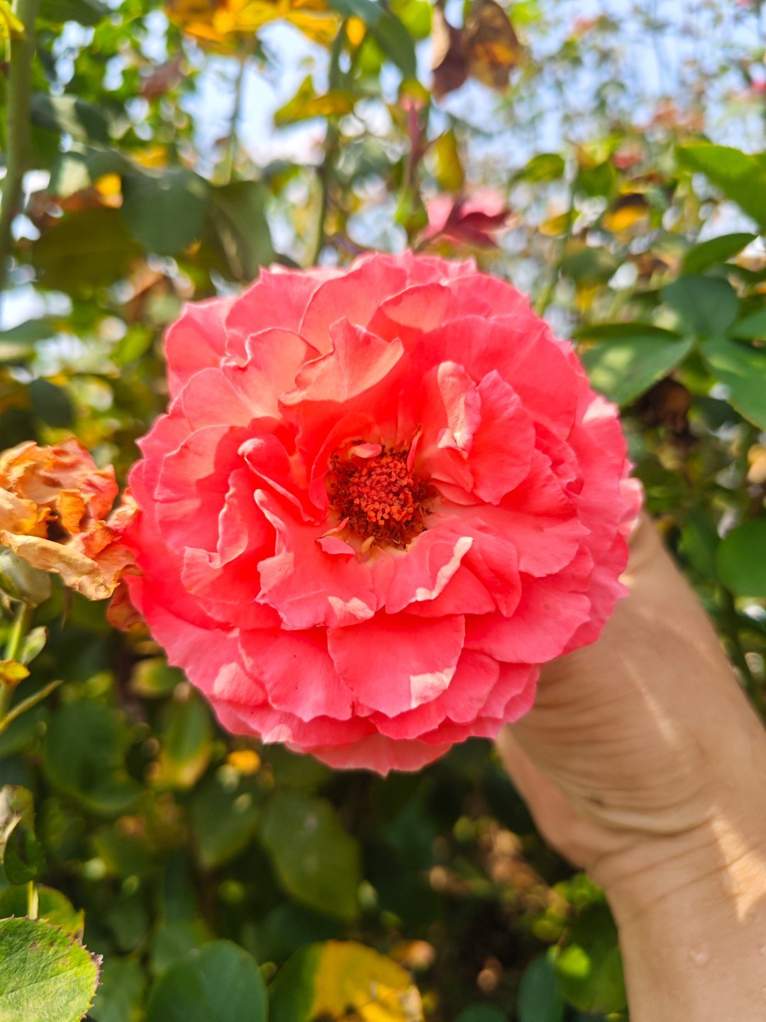 月季花“劳伦·卡布罗尔” ​​​