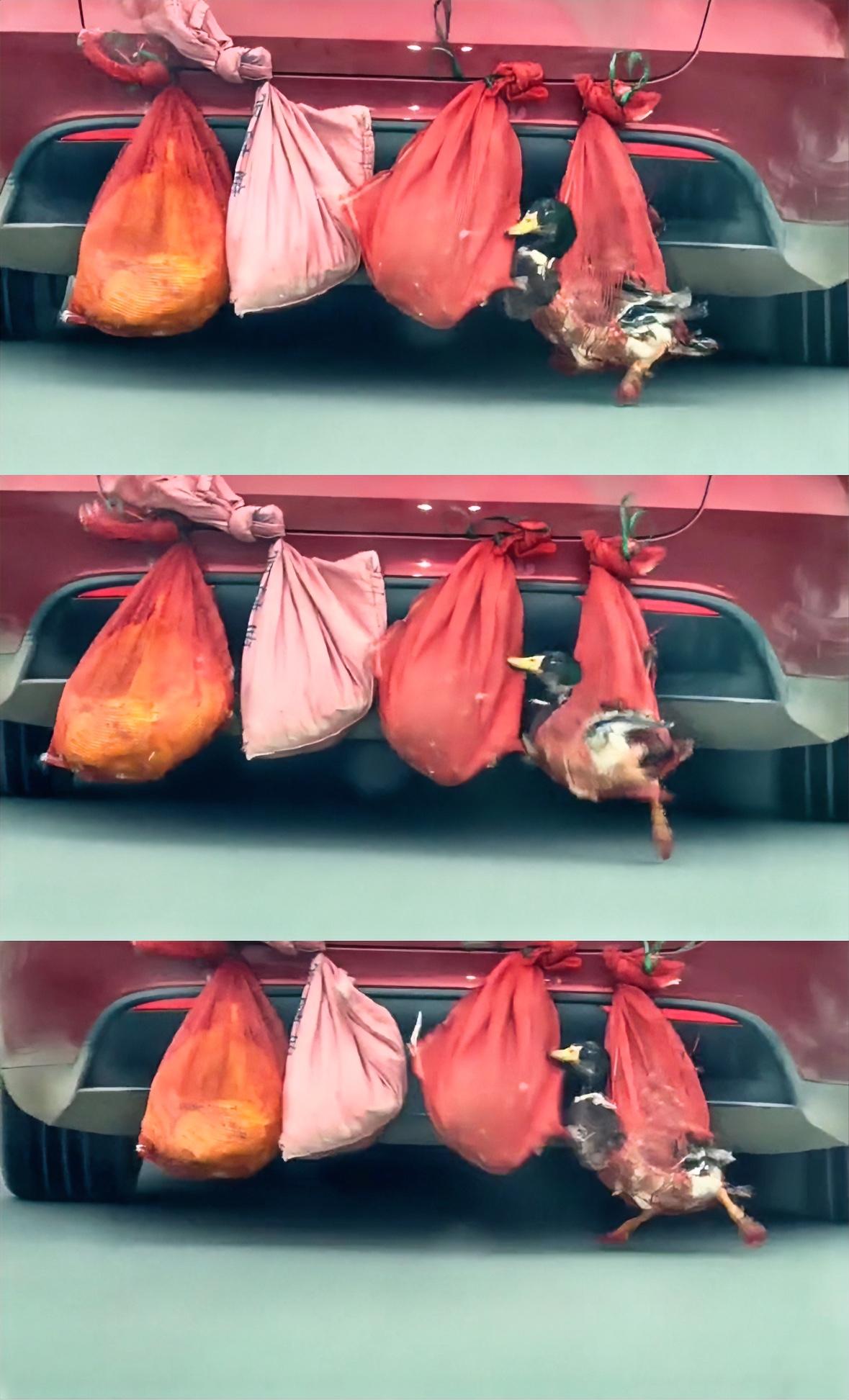 返程后备箱缝隙夹带年货被吐槽，过完年部分人都从老家带些鸡鸭鹅回城，车里没空间只能