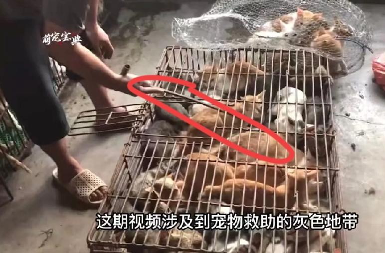 广东有个陈女士，最近曝光的血猫事件，让有些动物保护人士毛骨悚然，事情还得从陈女士