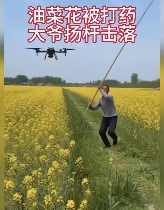 这事到底听谁的的？
最近很多人拍油菜花打药的段子玩梗，挺搞笑的。

油菜花开花能
