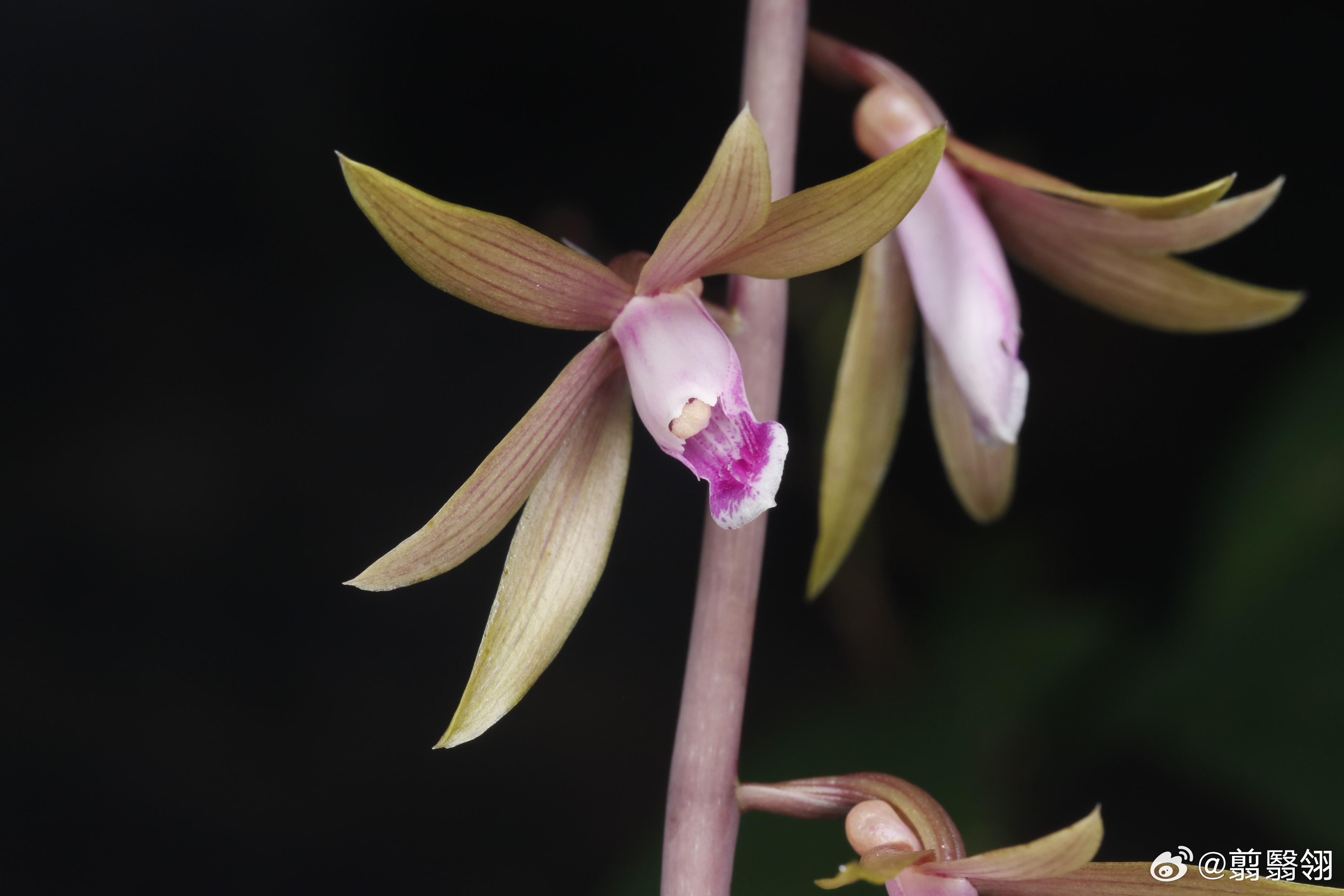 Tainia angustifolia 狭叶带唇兰 ​​​