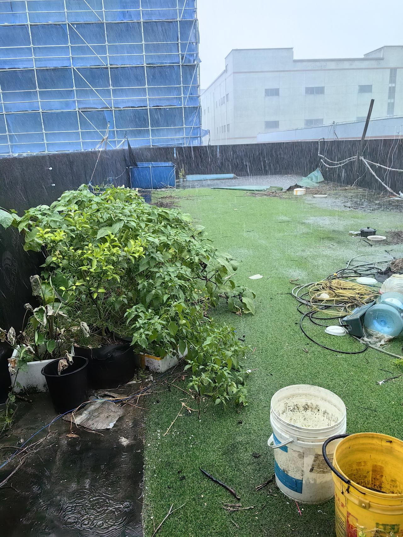 这样也省得我去浇水了。去年这个地方种了不少花花草草，还有一些果树，结果10月份的