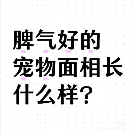 喜欢一切与狗狗有关的物品～