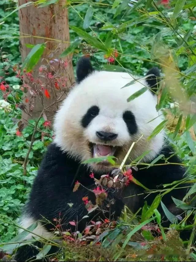 这娃娃难道是吃了开心果么，他真的会笑[灵光一闪]